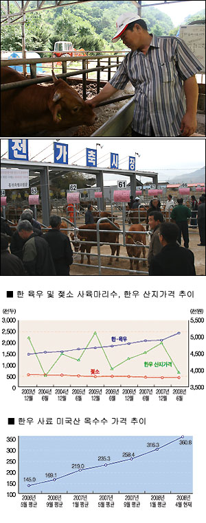 [농민주일 르포] 시름에 잠긴 한우농가